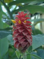 Costus_barbatus-LEU-3074-02.jpg