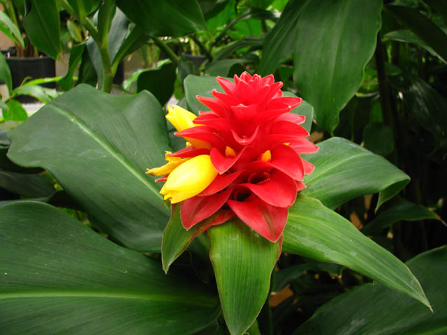 Costus_barbatus1NN.jpg