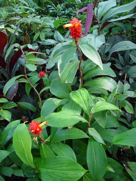 Costus_MaroonChalise-plant.jpg