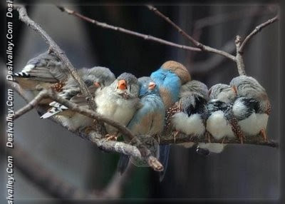 cosy-little-birds-sleeping-funny-picture.jpg