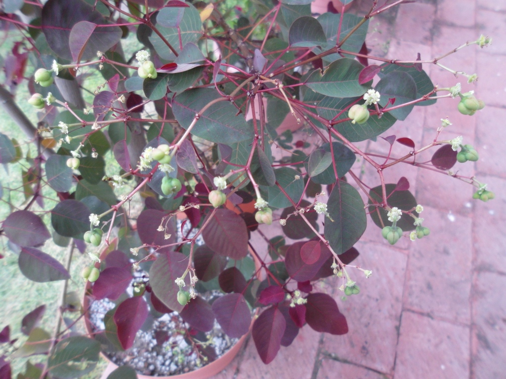 cotinifoliacapsulas.jpg