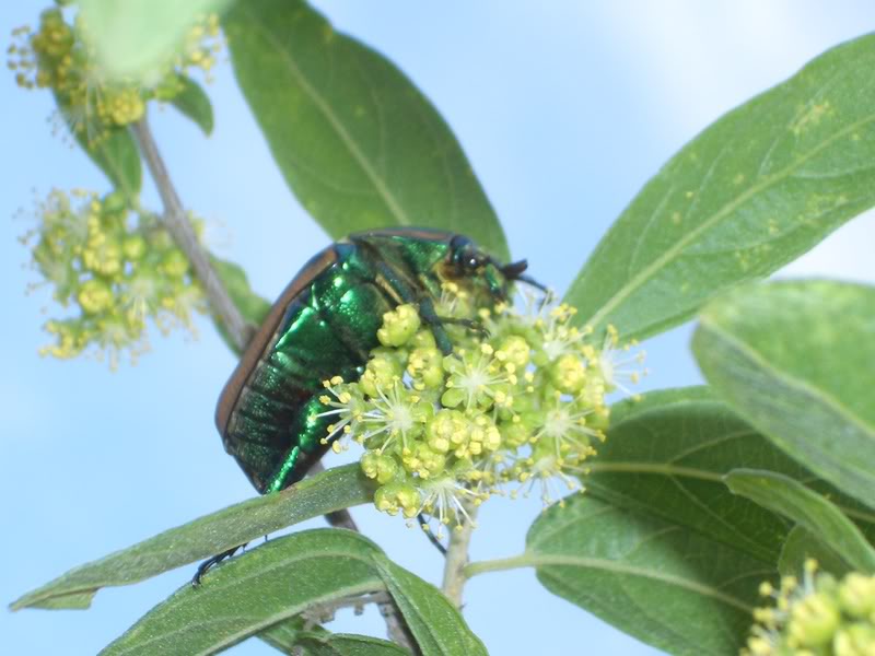 Cotinismutabilis.jpg