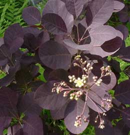 cotinus-coggygria-royal-pur.jpg