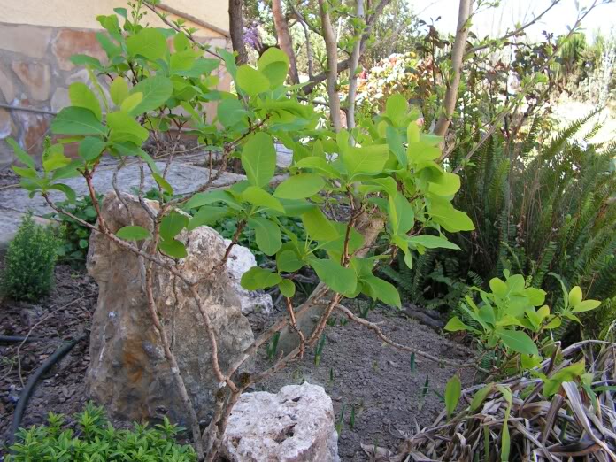 cotinuscoggygria.jpg