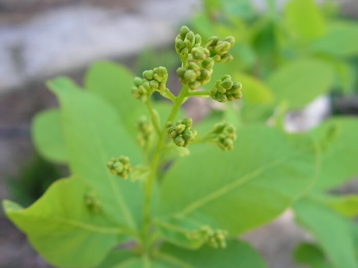 cotinuscoggygria2.jpg