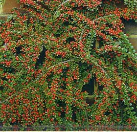 cotoneaster-horizontalis.jpg