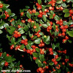 cotoneaster.jpg