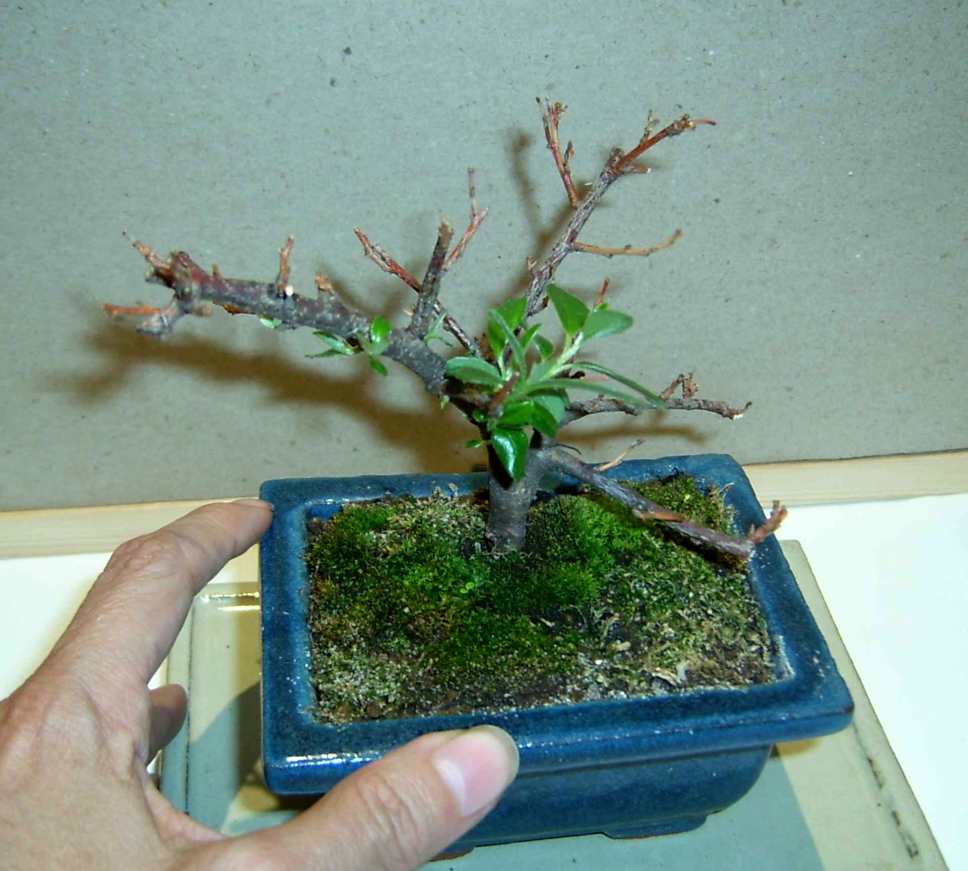 cotoneaster.jpg