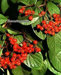 cotoneaster-lacteus.jpg