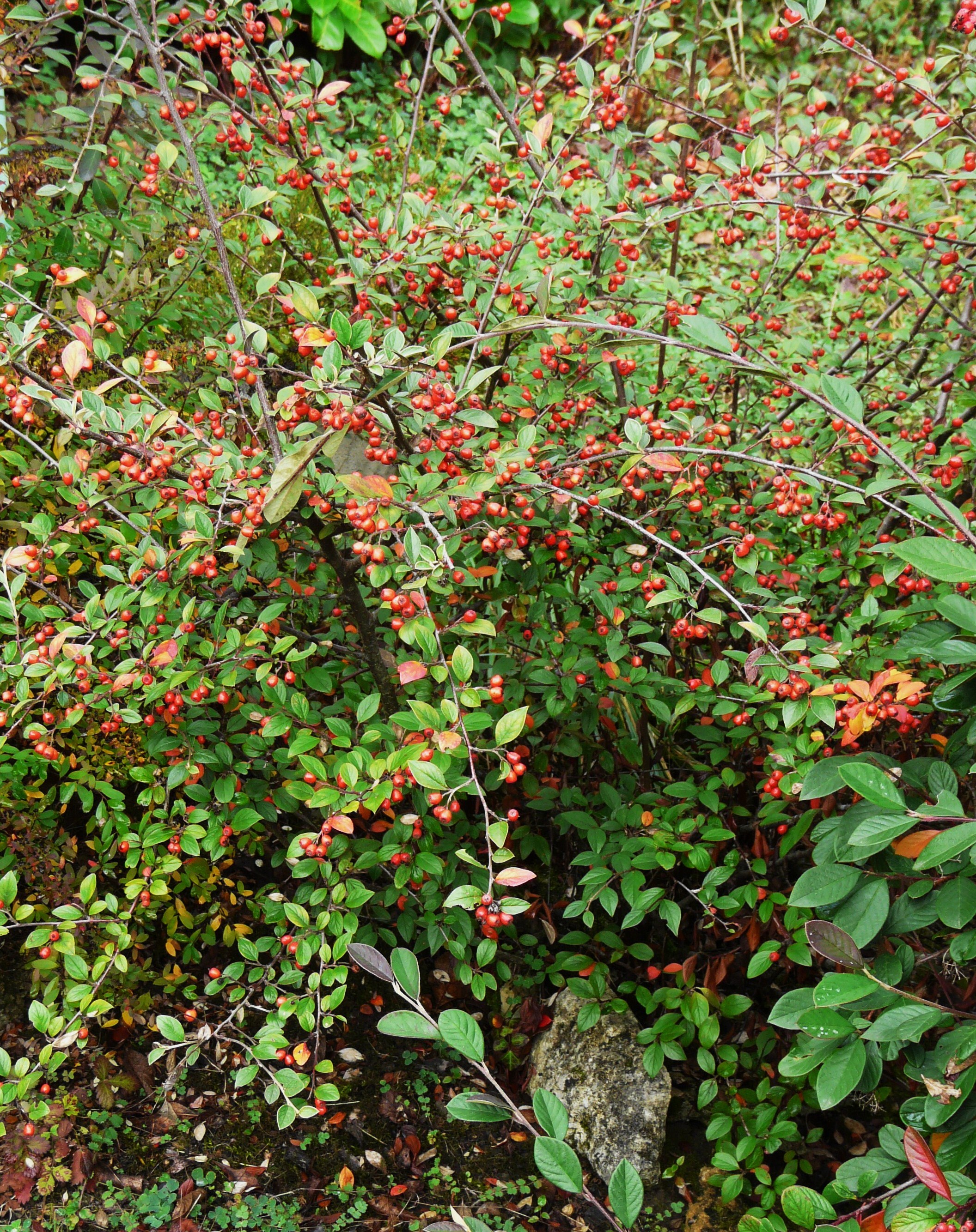 Cotoneaster_Franchetii_%2830%29.JPG