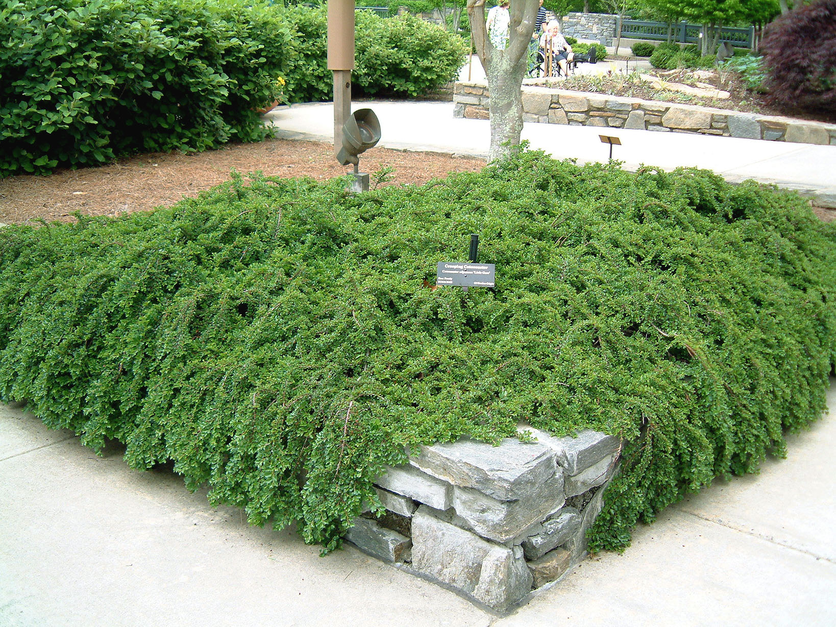 cotoneaster_tom_thumb.jpg