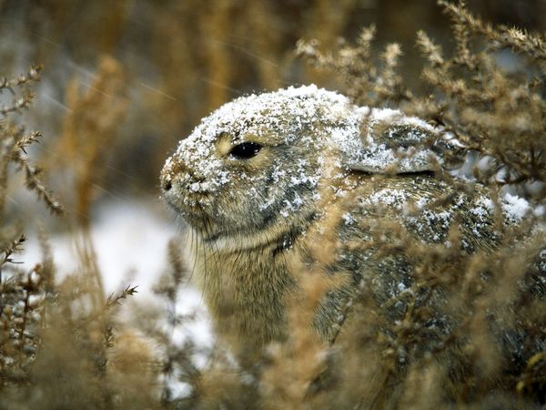 cottontail-rabbit_509_600x450.jpg