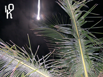 cotxinilla-Cocos.jpg