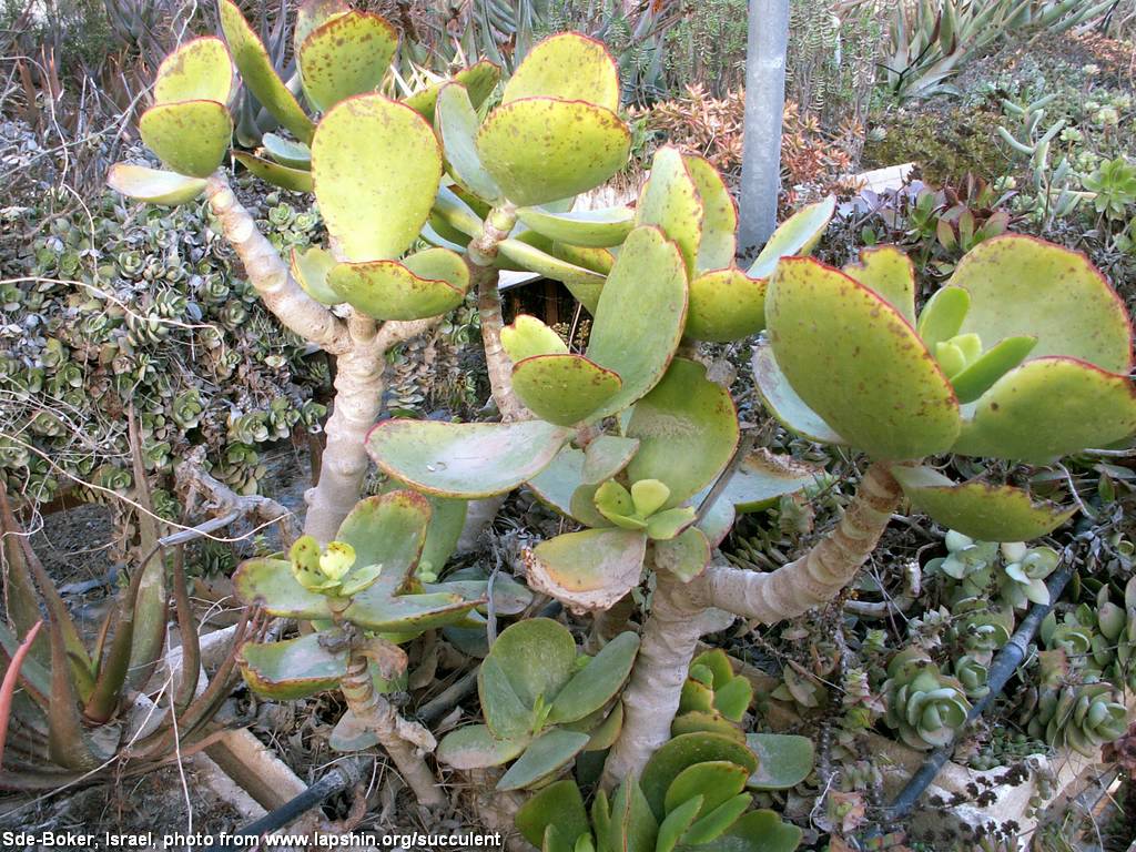 Cotyledon-orbiculata-var-oblonga-Israel-SdeBoker-2008.jpg