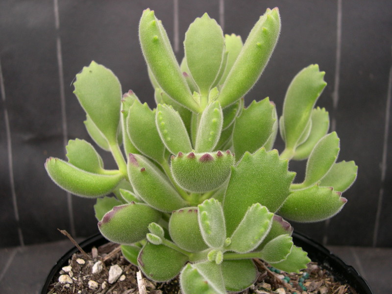 Cotyledon+tomentosa+_1_.jpg