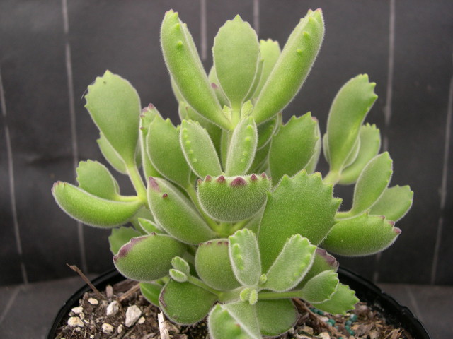 Cotyledon+tomentosa+_1_.jpg