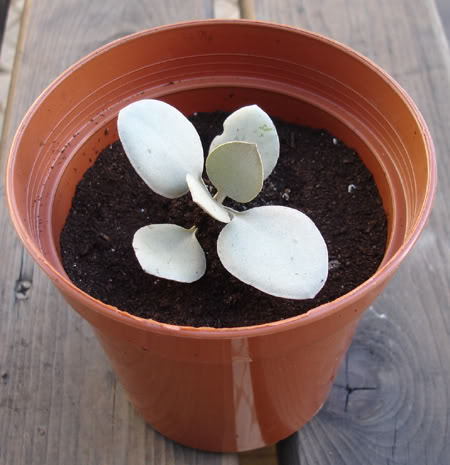 cotyledon04_2008.jpg