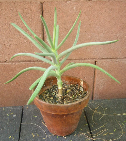 cotyledon1.jpg