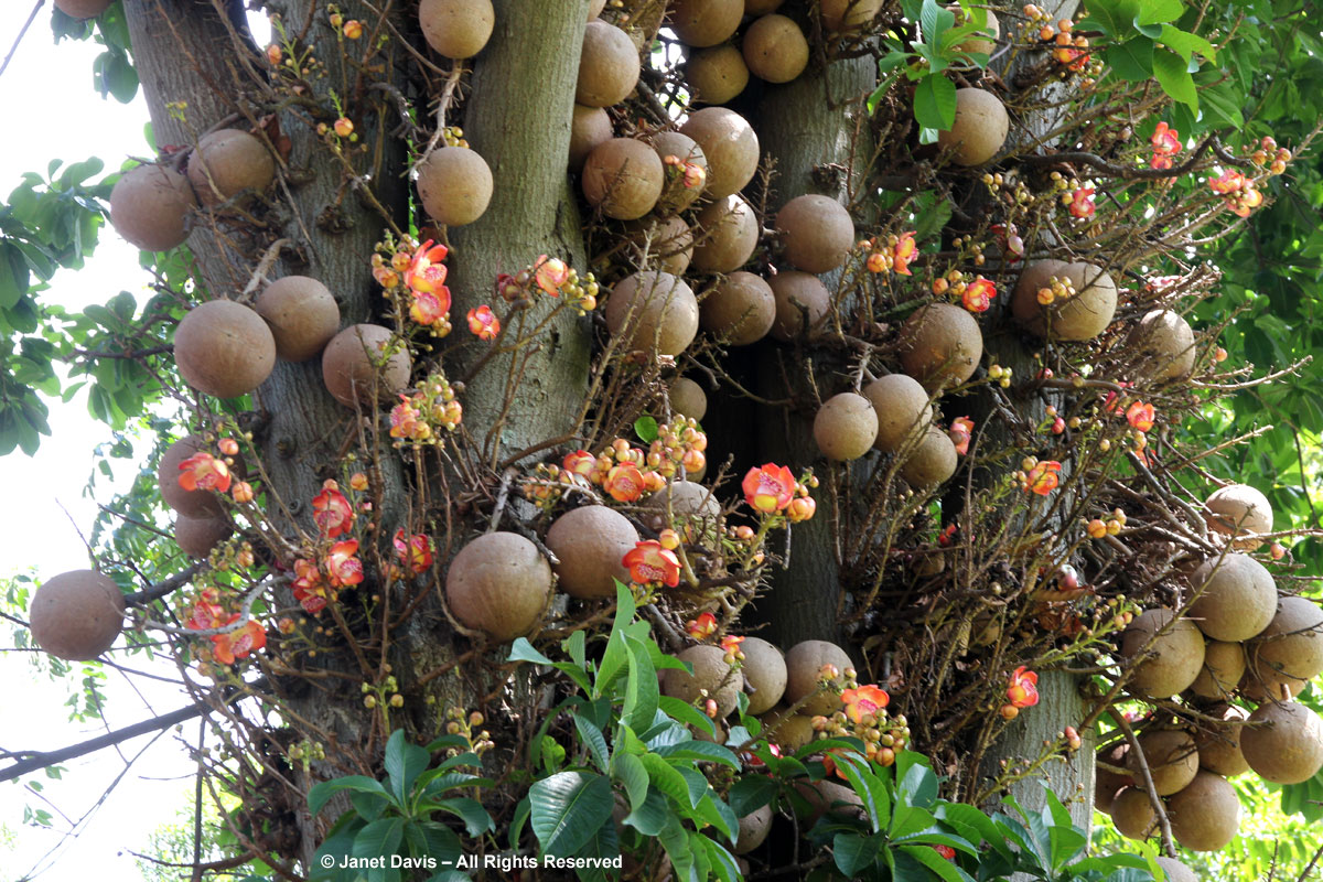 Couroupita-guianensis-Fruit.jpg
