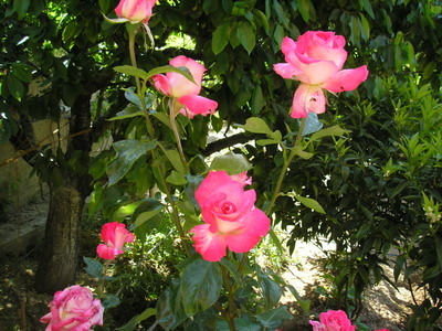 cqs1179906262n.JPG