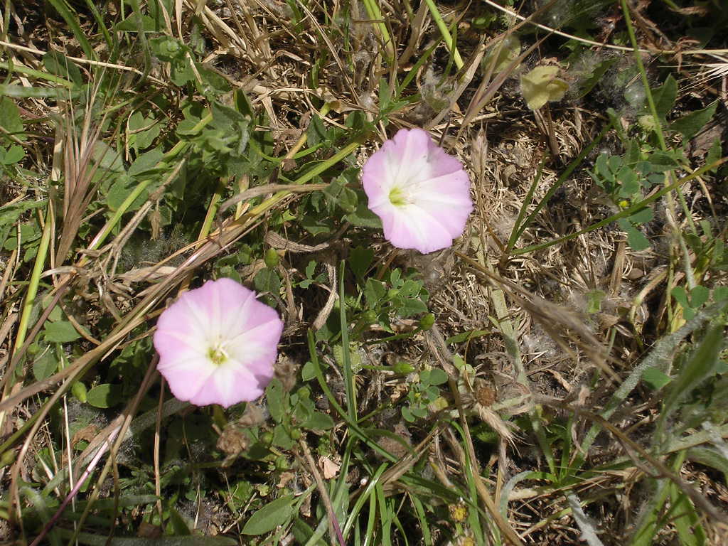 cqs1183360756g.JPG