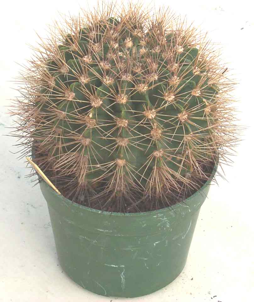 cqs1186101687g.jpg