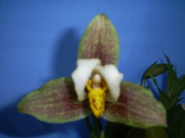 cqs1195509902o.JPG