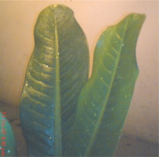 cqs1197518880g.jpg