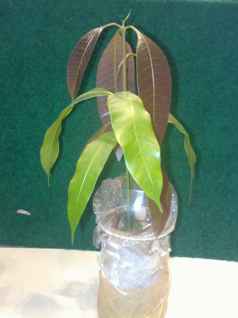 cqs1207465680e.jpg