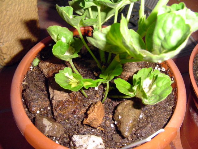 cqs1209685985f.JPG