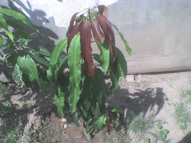 cqs1211413906k.JPG