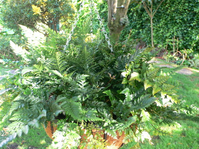 cqs1211575147f.JPG