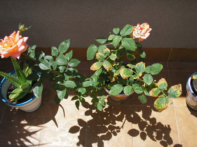 cqs1212066108o.JPG