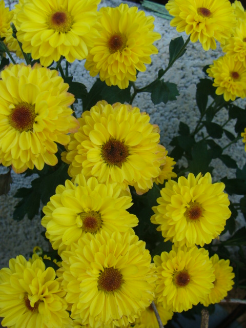 cqs1212106320f.JPG