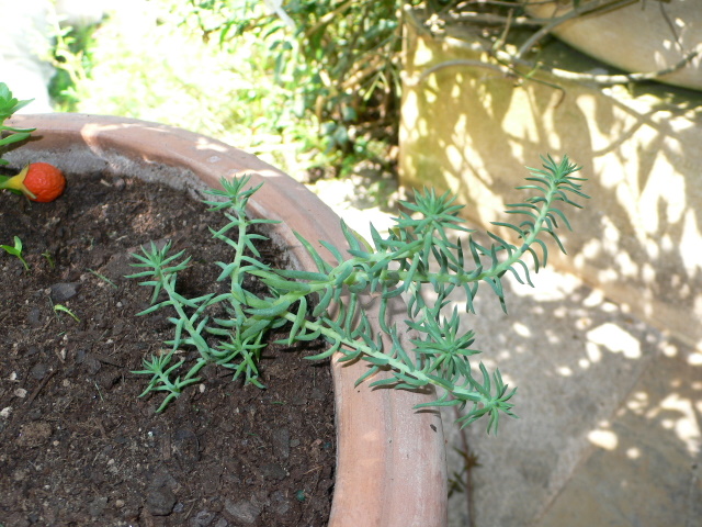 cqs1212148254c.jpg