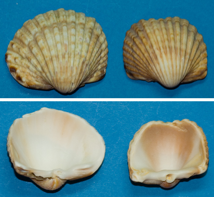 cqs1212248612i.jpg