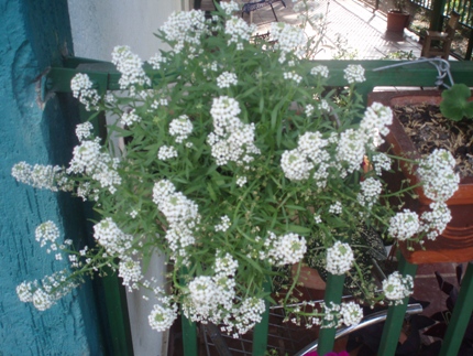 cqs1212258219u.JPG