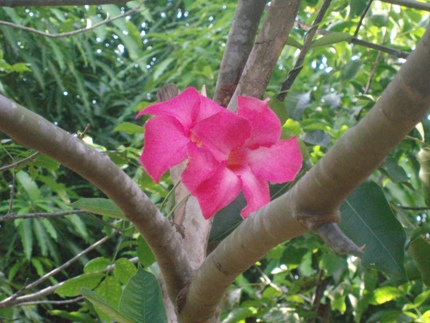 cqs1212258609v.JPG
