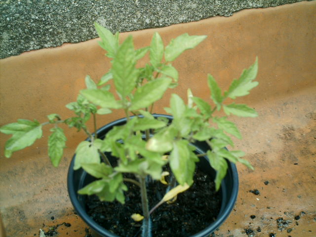 cqs1212308351u.JPG