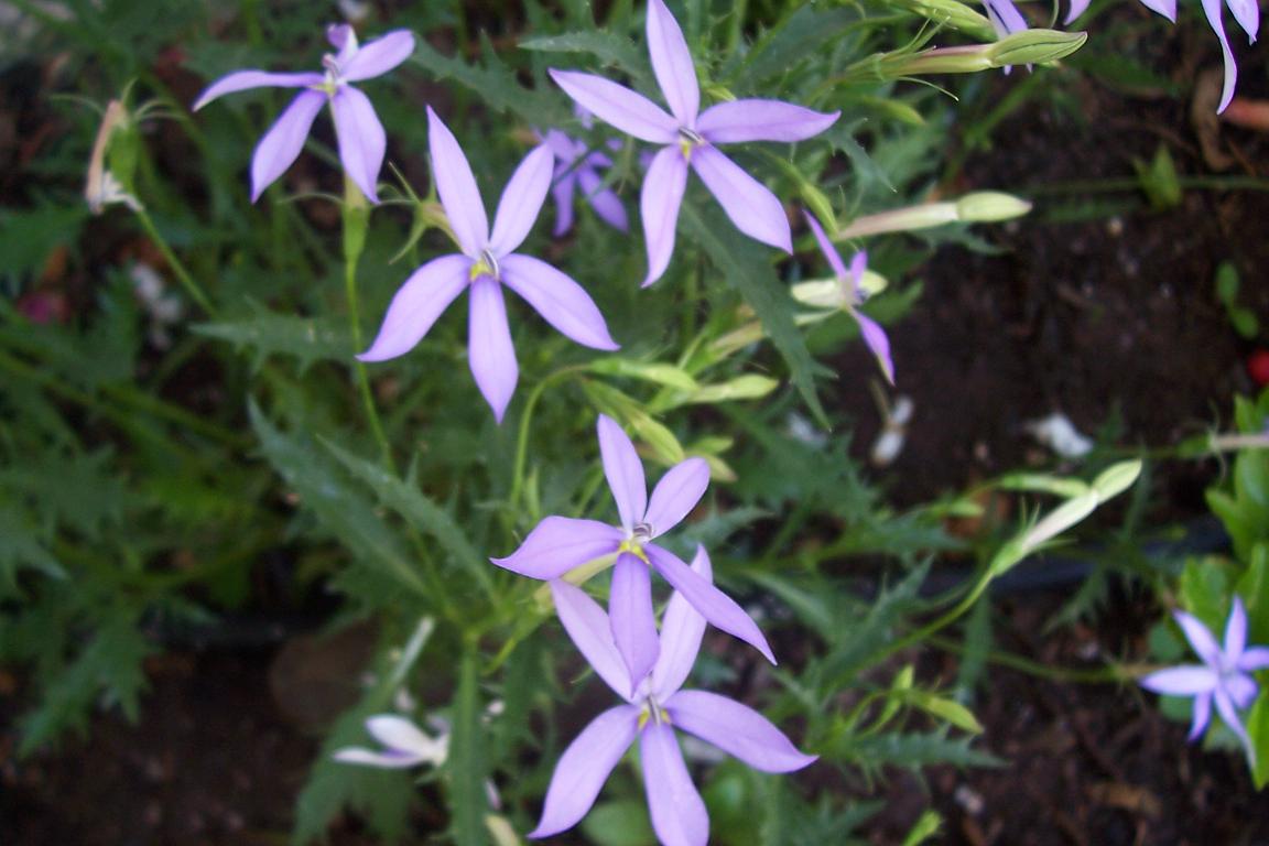 cqs1212310747w.JPG