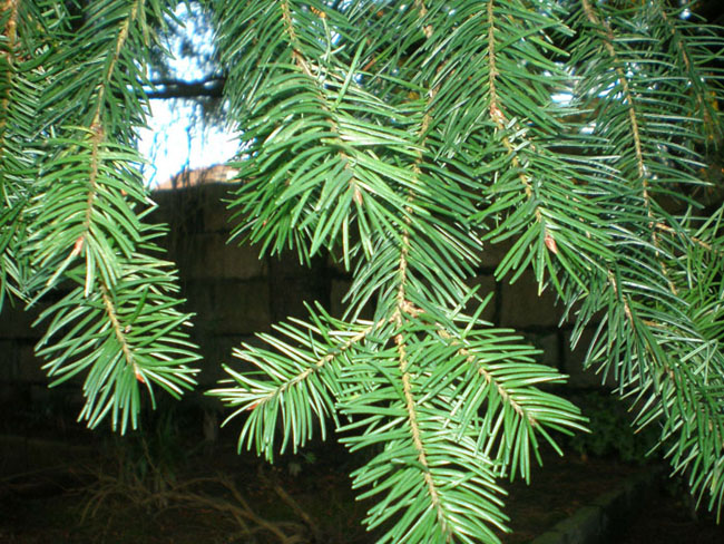 cqs1212335123m.jpg