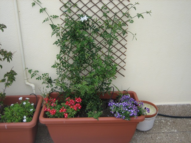 cqs1212352577j.JPG