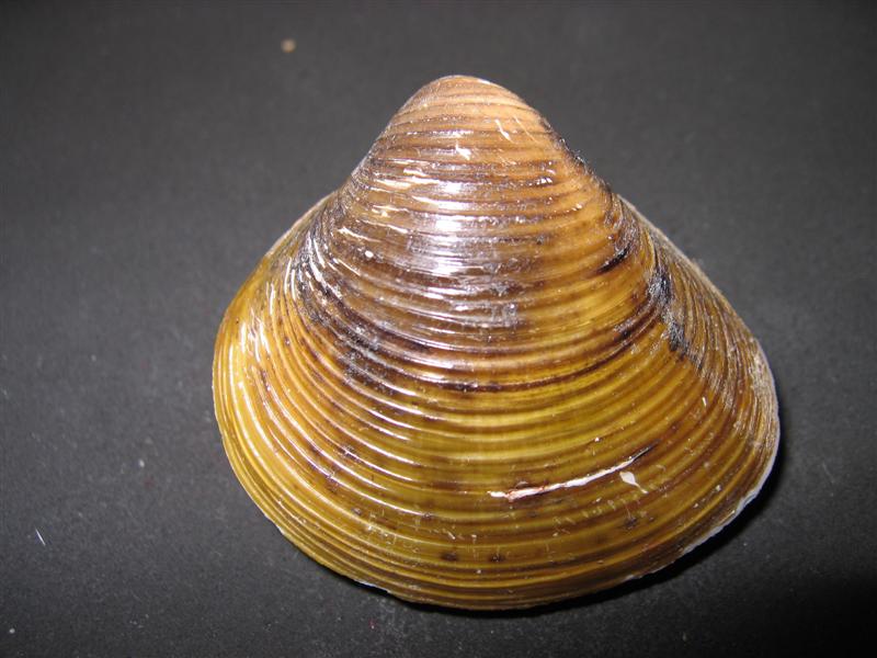 cqs1212352819w.jpg