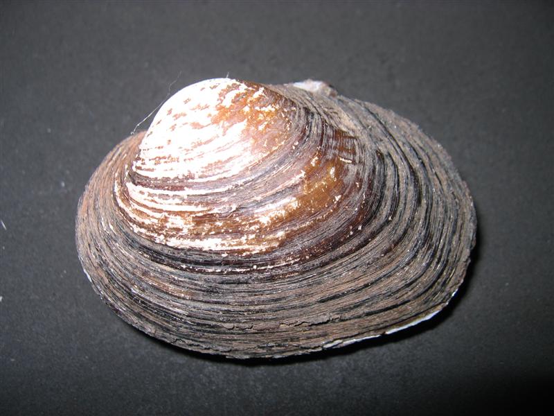 cqs1212352920w.jpg