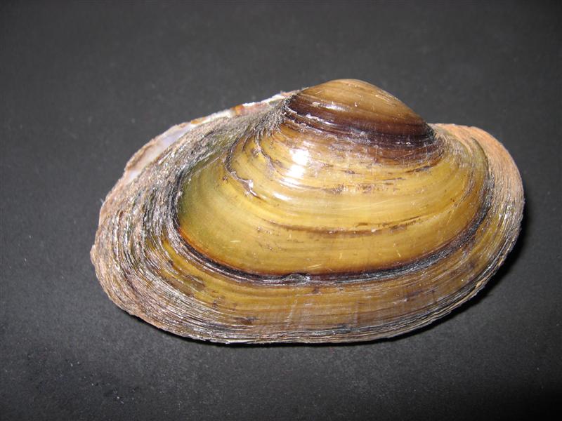 cqs1212352974i.jpg