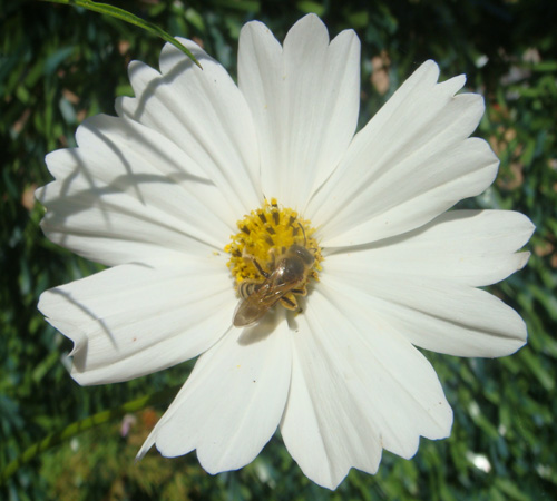 cqs1212495015w.jpg