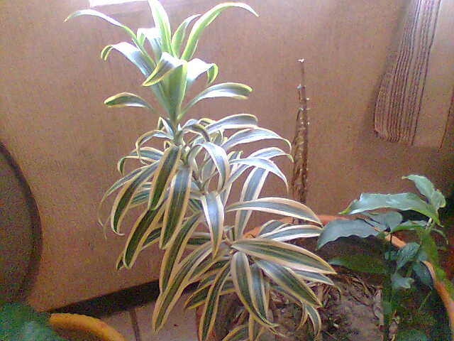 cqs1212598726g.jpg