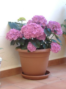 cqs1212619985g.jpg