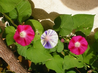 cqs1212651283f.jpg