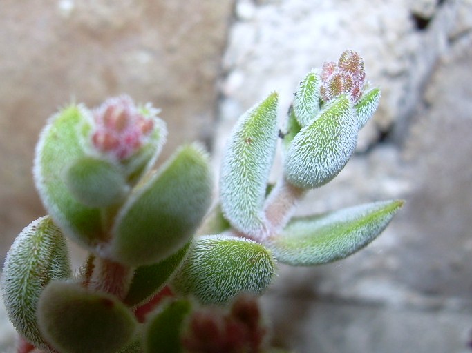 cqs1212673274q.JPG